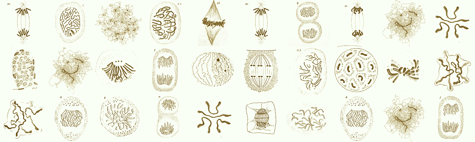 chromosome-art